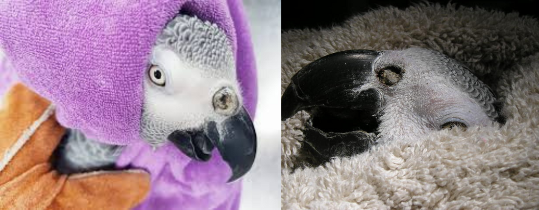 African Grey Parrot Nose Blockages (Rhinoliths): Signs, Causes, and Treatment