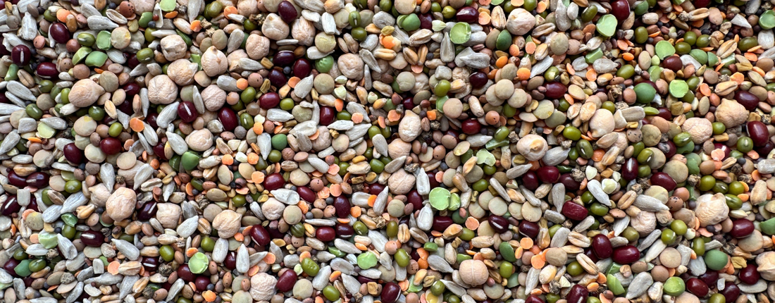 Are Seeds Bad for Parrots?