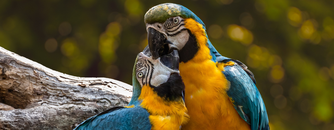 Can Diet Cause Hormonal Behaviour in Parrots? Here’s What the Science Says