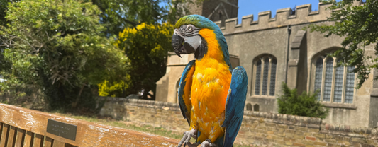 What should you feed a macaw every day?