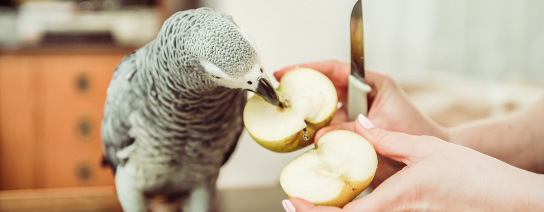 How to Transition Your Parrot to a Healthier Diet Without the Stress