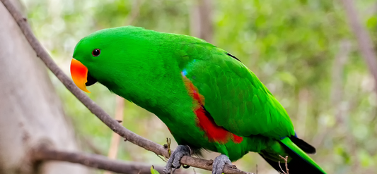 Your Parrot Won’t Love a New Diet Overnight And Here’s Why
