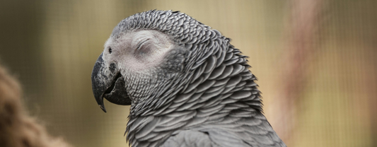 Symptoms of Vitamin A Deficiency in Parrots + Foods to Fix It