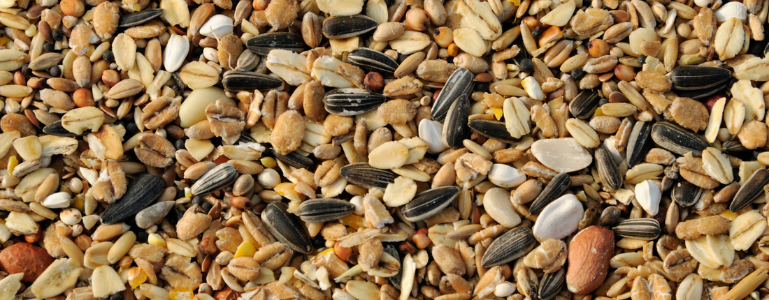 Seeds vs. Pellets vs. Fresh Food: What’s Really Best for Your Parrot?