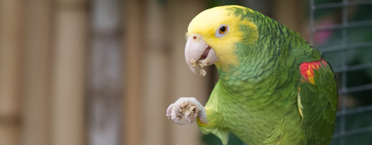 What Are the Benefits of a Raw Diet for Parrots?