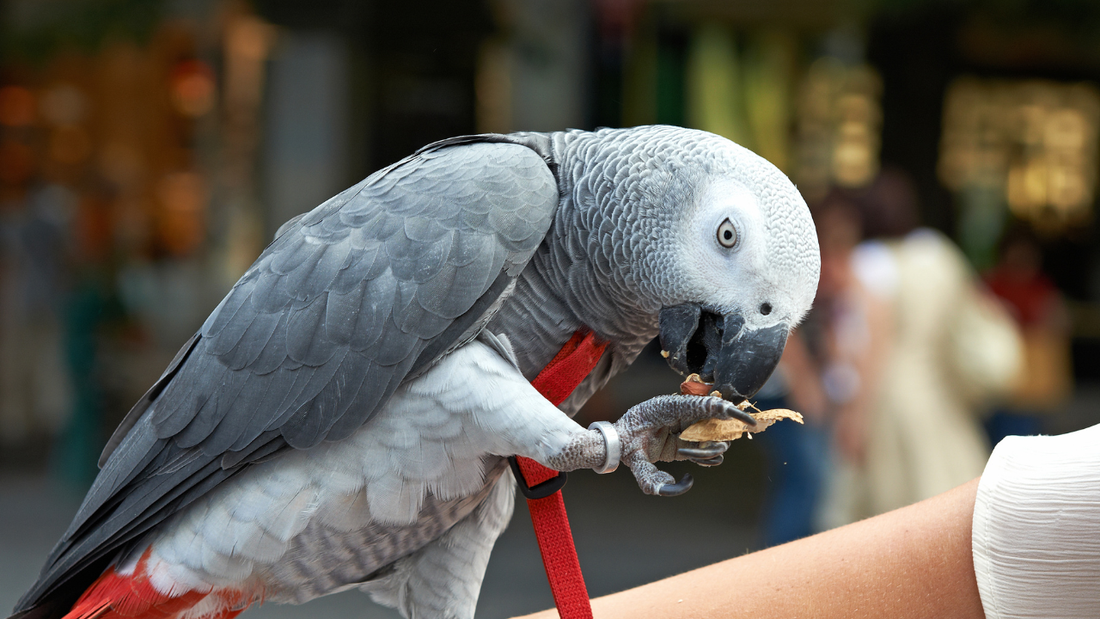 The Best Seed Mix for an African Grey Parrot – In Our Opinion!