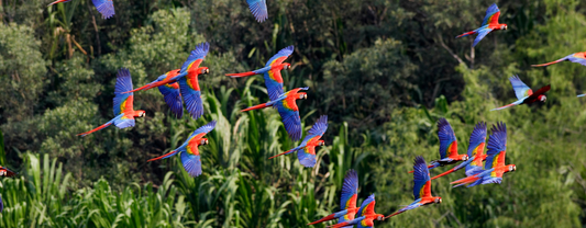 What is the Perfect Diet for a Macaw?
