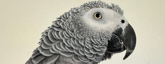 How Can I Get My African Grey to Eat Healthier Food?