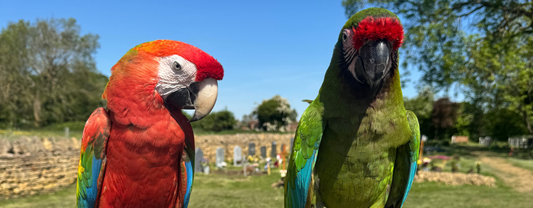 Should I feed fresh chop to my macaw every day?