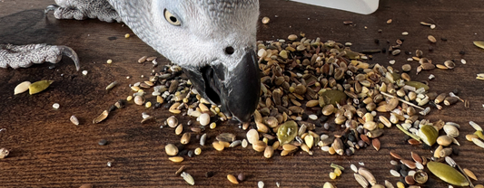 How to Tell If You’re Feeding Your Parrot Too Much