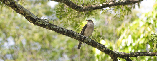 Safe Woods for Parrots: wood for perches, enrichment & toys