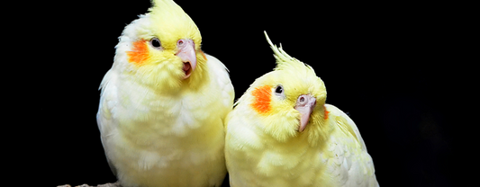 What Should I Feed My Cockatiel? The Complete Guide to a Healthy, Happy Bird
