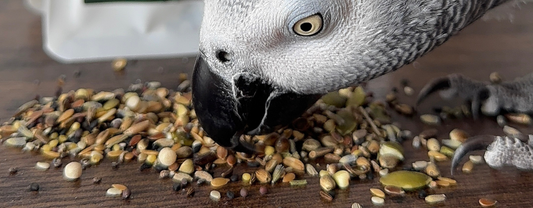 African Grey Parrot Diet: The Complete Guide to Feeding for Health and Longevity