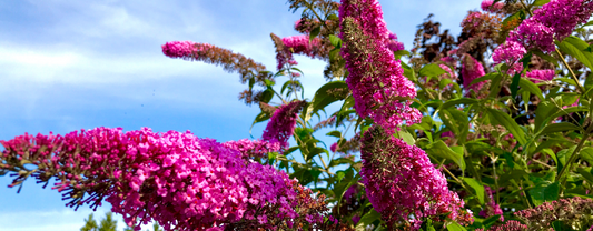List of Safe Flowers for Parrots: A Colourful Guide to Enrichment and Nutrition