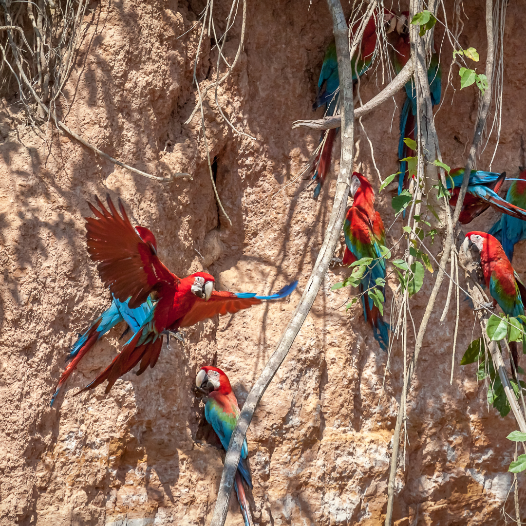 100% Calcium Bentonite Clay For Parrots