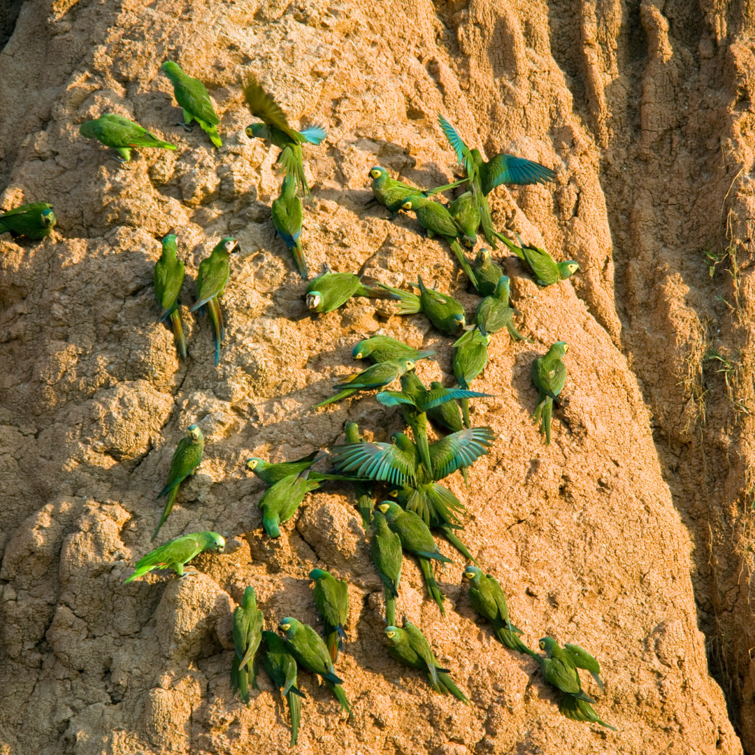 100% Calcium Bentonite Clay For Parrots