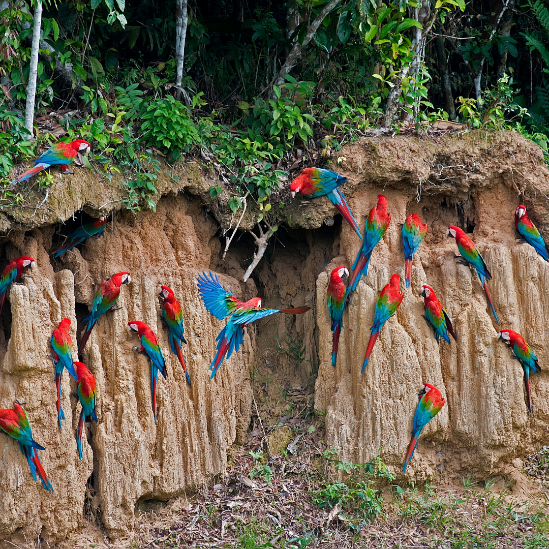 100% Calcium Bentonite Clay For Parrots