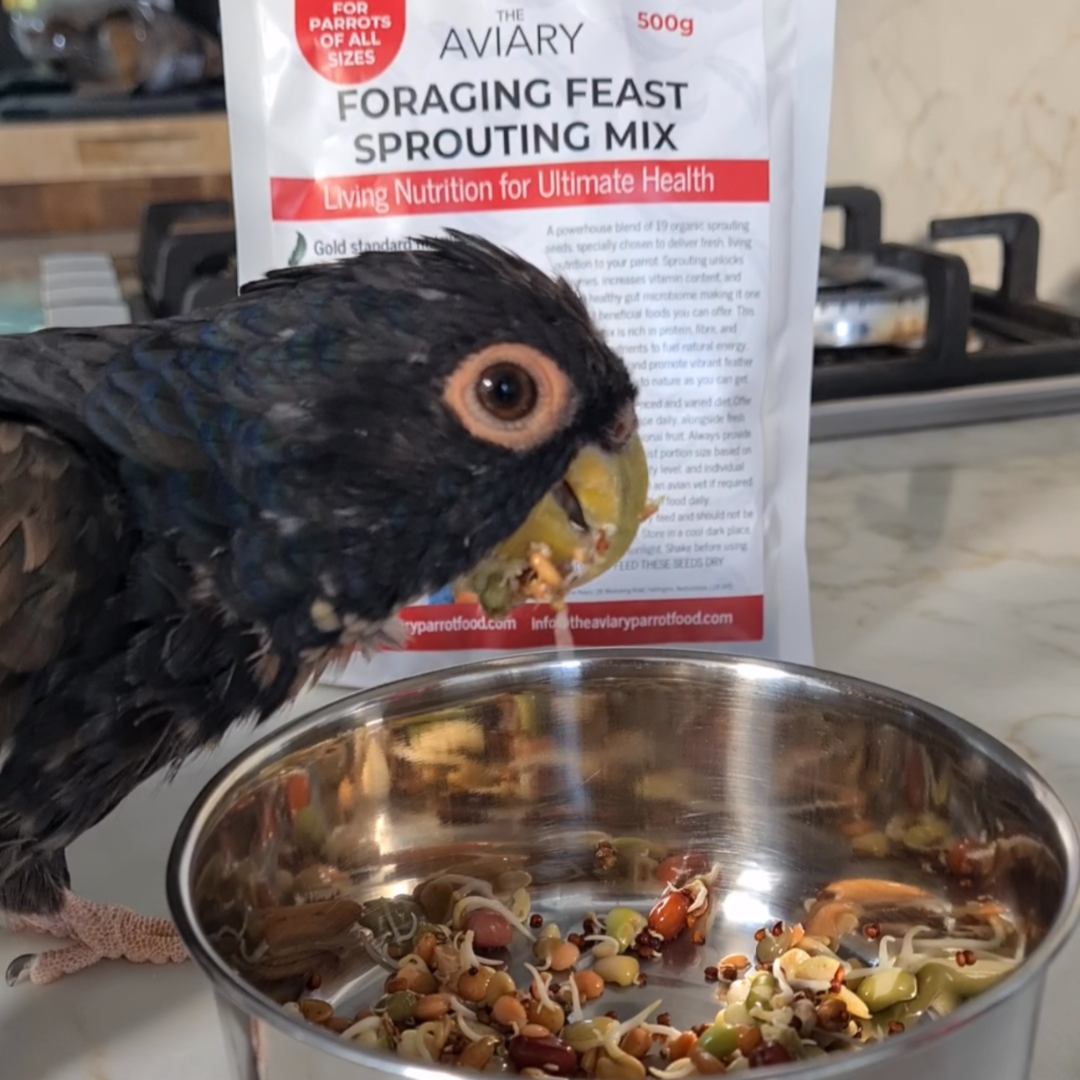 The Perfect Pionus Diet - What Should Pionus Parrots Eat