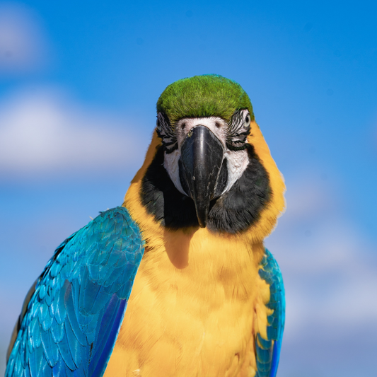 Shelby Dry Mix parrot food