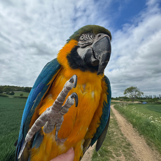 what causes feather plucking in parrots