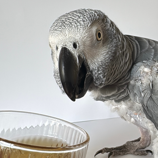 African Grey Parrot Personality, Food, and Care: What You Need to Know