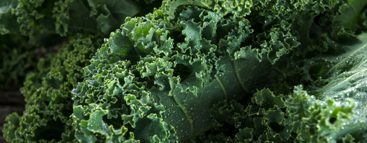 Can Parrots Eat Kale?