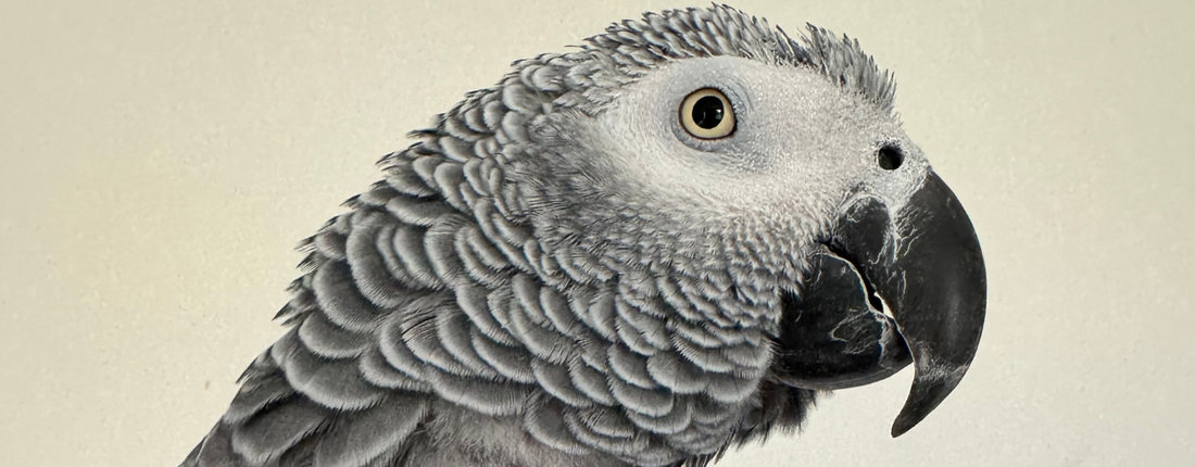 How Can I Get My African Grey to Eat Healthier Food?