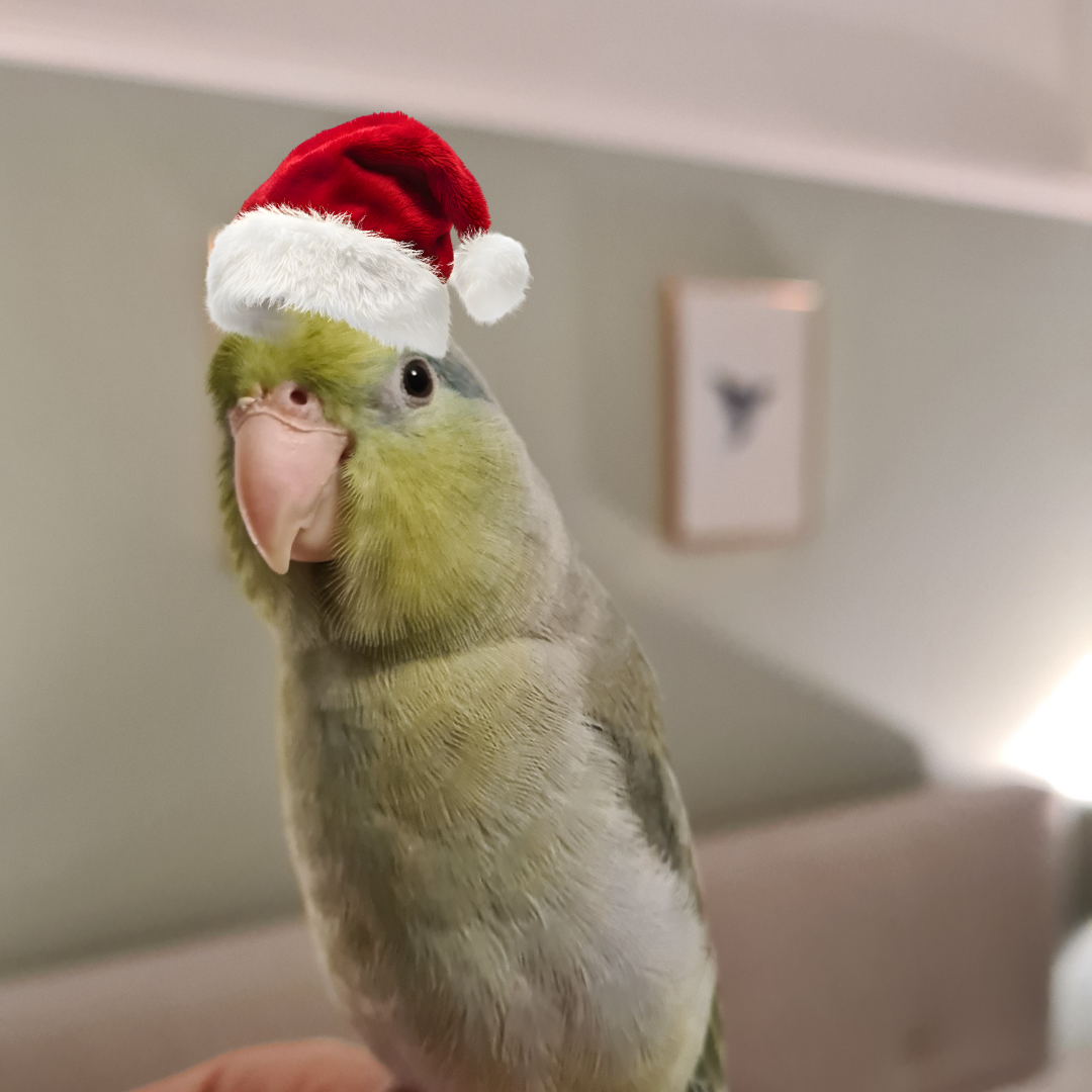 A Healthy Christmas Present For My Parrot - Christmas Inspired Parrot ...