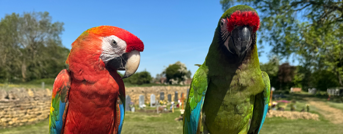 Should I feed fresh chop to my macaw every day?
