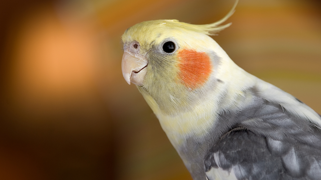 how to care for a cockatiel