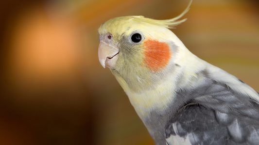 how to care for a cockatiel
