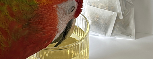 Parrot Superfoods: Top 10 Superfoods for Parrots