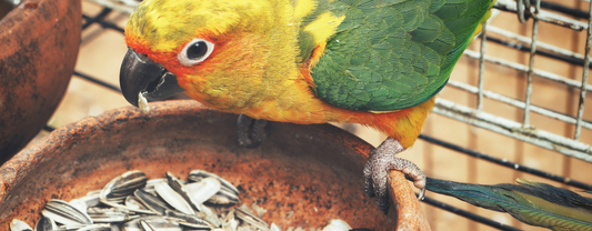 How to Get a Parrot to Start Eating Healthy Food