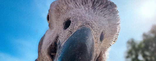 How to Tell if My African Grey Parrot is Hormonal
