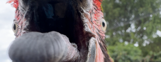 How to Reduce Hormonal Aggression in Parrots Naturally