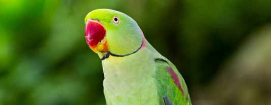 How To Adopt A Parrot UK