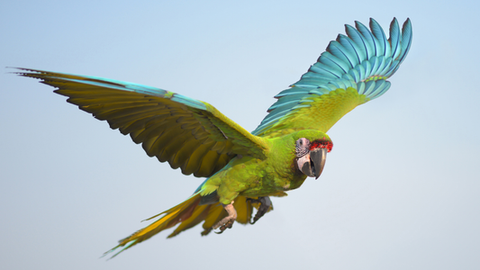 Parrot Hormones: The Complete Guide Every Parrot Owner Needs to Read