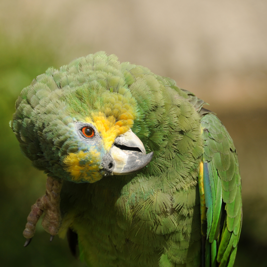 What Can Parrots Not Eat? The Complete List of Foods Toxic to Parrots