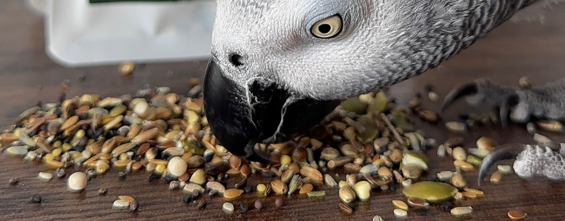 African Grey Parrot Diet: The Complete Guide to Feeding for Health and Longevity