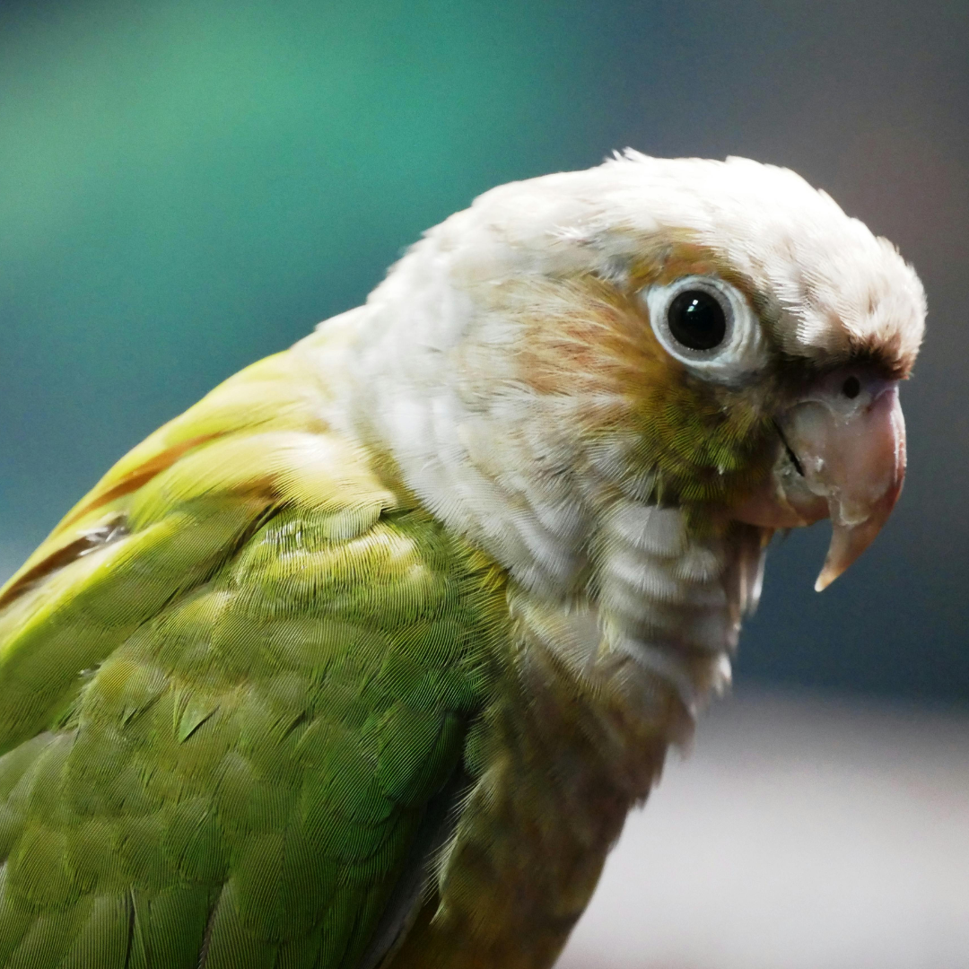 Conures
