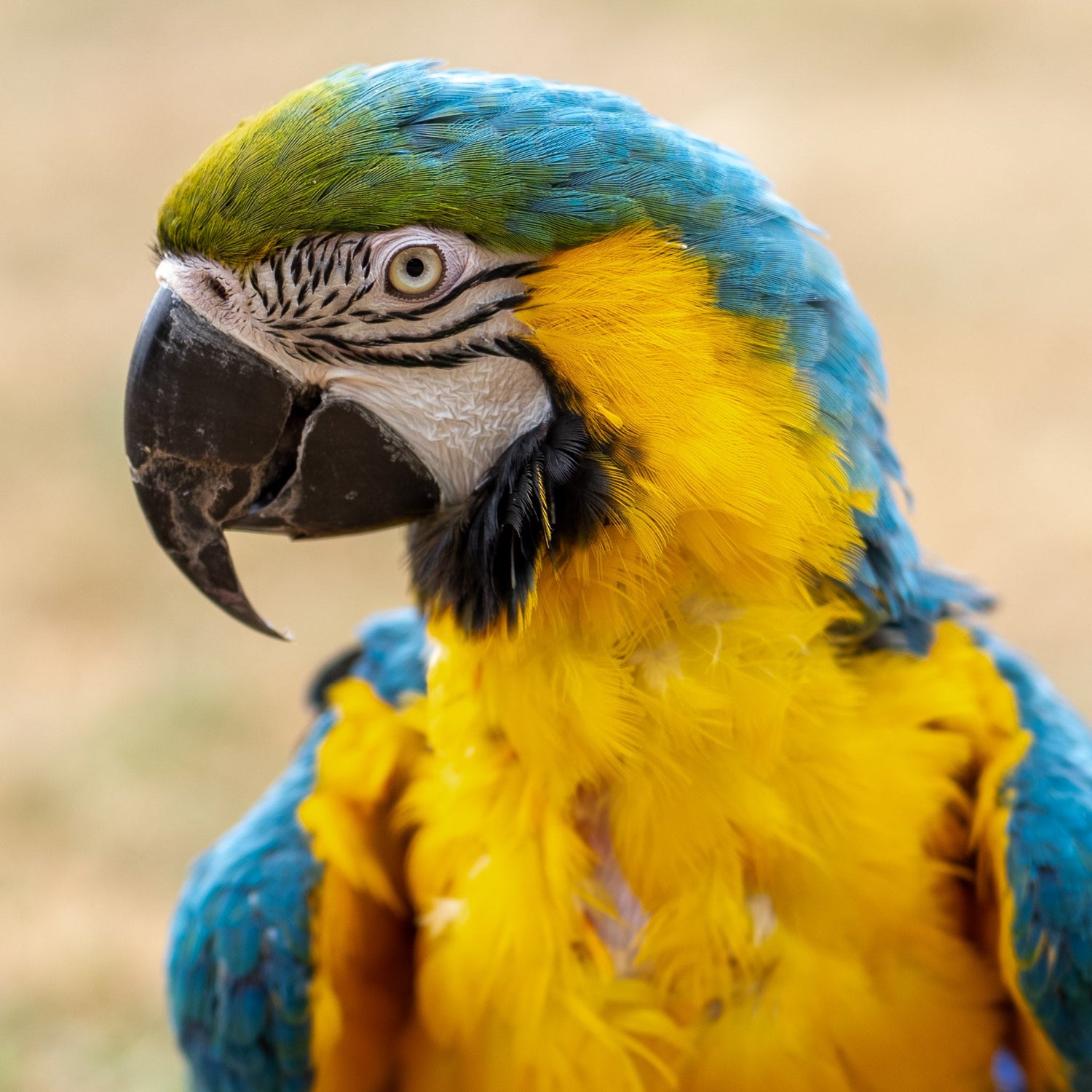 Healthy food for macaws UK The Aviary Parrot Food