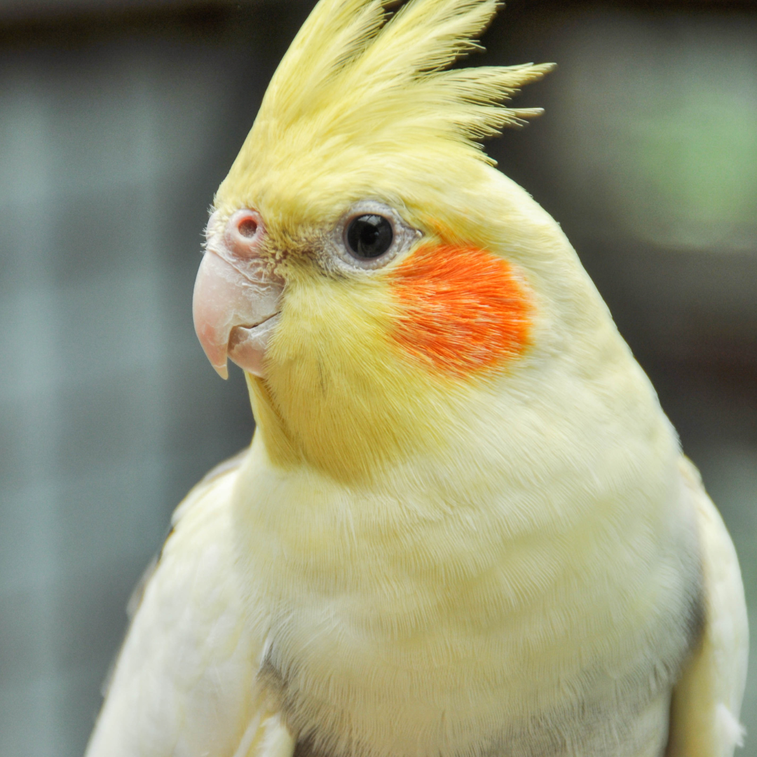 Cockatiels