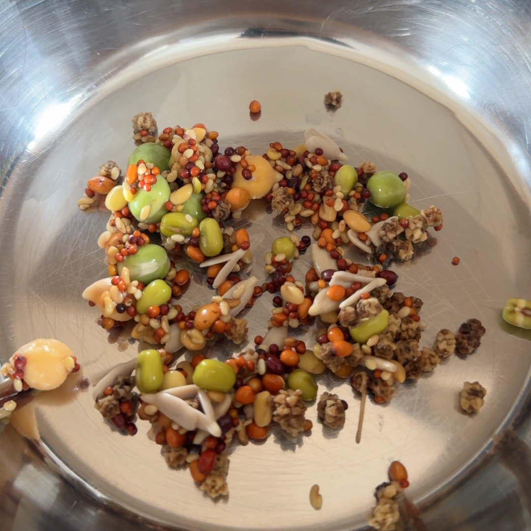 Foraging Feast Sprouting Mix For Parrots