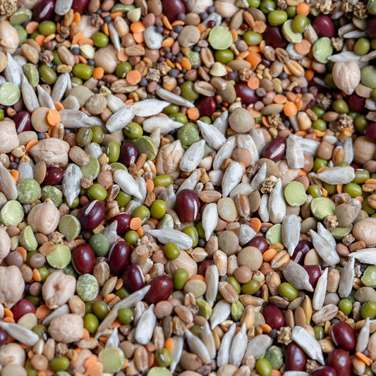 Foraging Feast Sprouting Seeds For Parrots - The Aviary Parrot Food