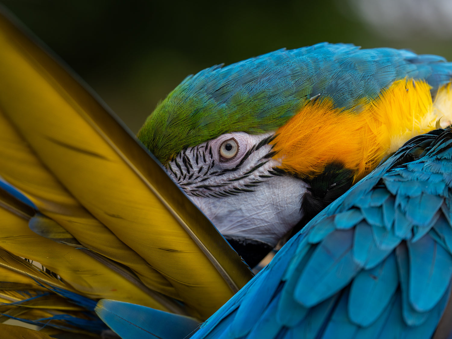 A healthy macaw looking at the camera, preening her feathers. The Aviary Parrot Food