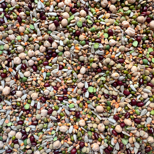 Foraging Feast Sprouting Seeds For Parrots - The Aviary Parrot Food