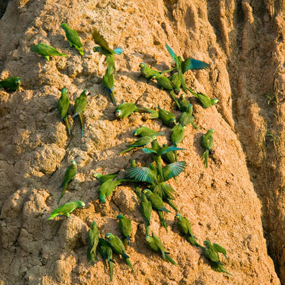 100% Calcium Bentonite Clay For Parrots