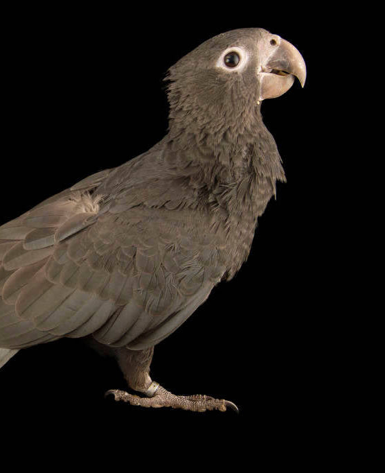 greater vasa parrot grey parrot species