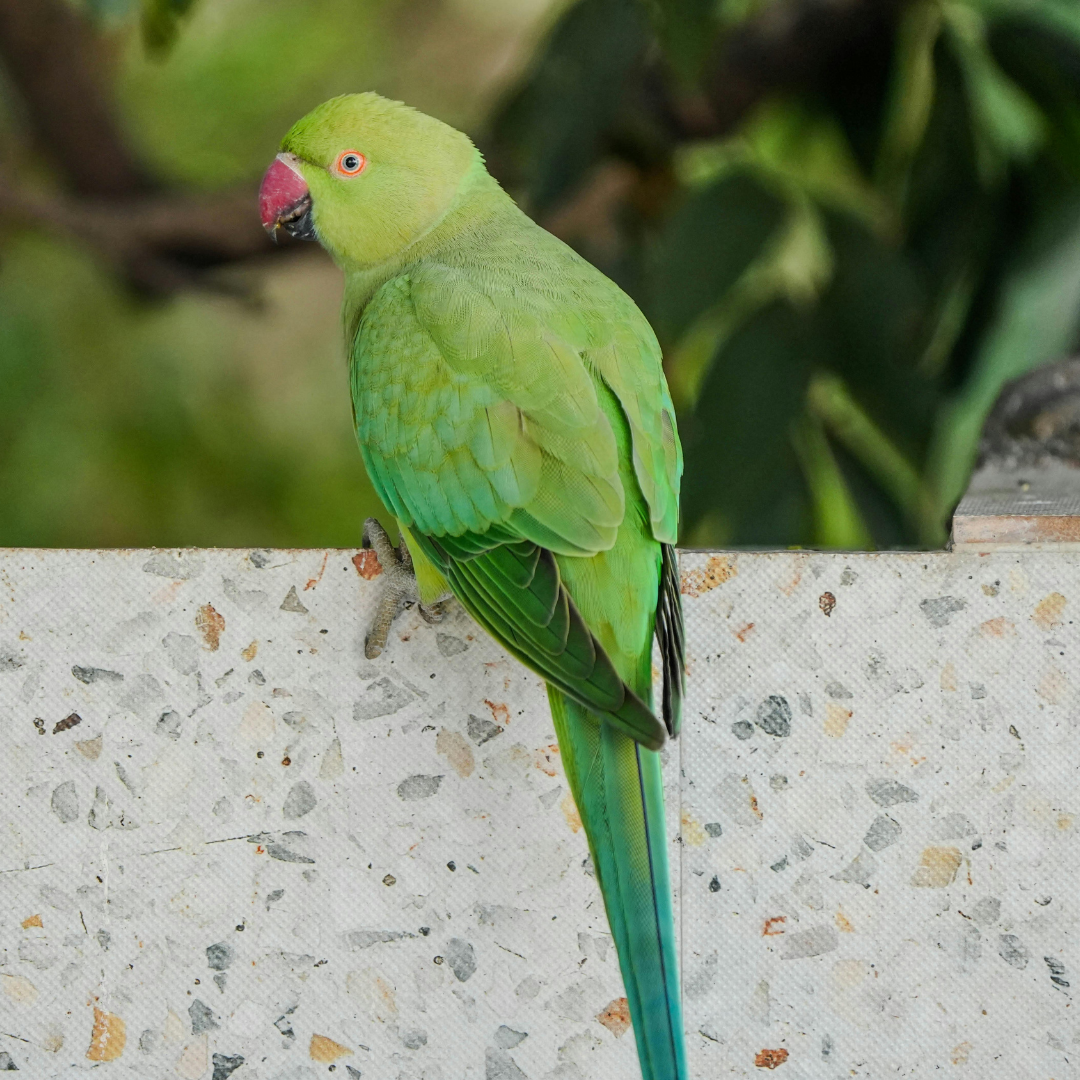 how to care for an indian ring neck parrot in the uk