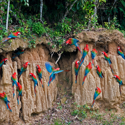 100% Calcium Bentonite Clay For Parrots